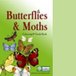 butterflies and moths colouring book