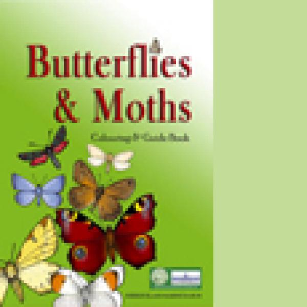 butterflies and moths colouring book