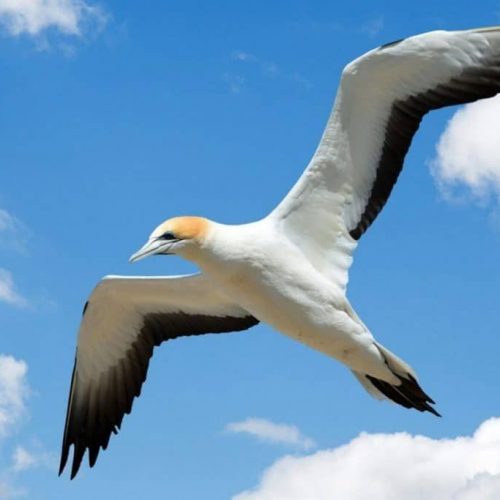 Gannet