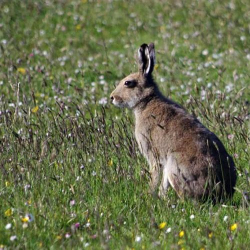 Hare. Photo: Brendan McKinney