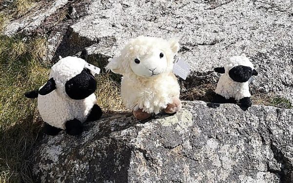 fanad sheep