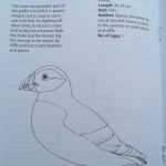 birds colouring book