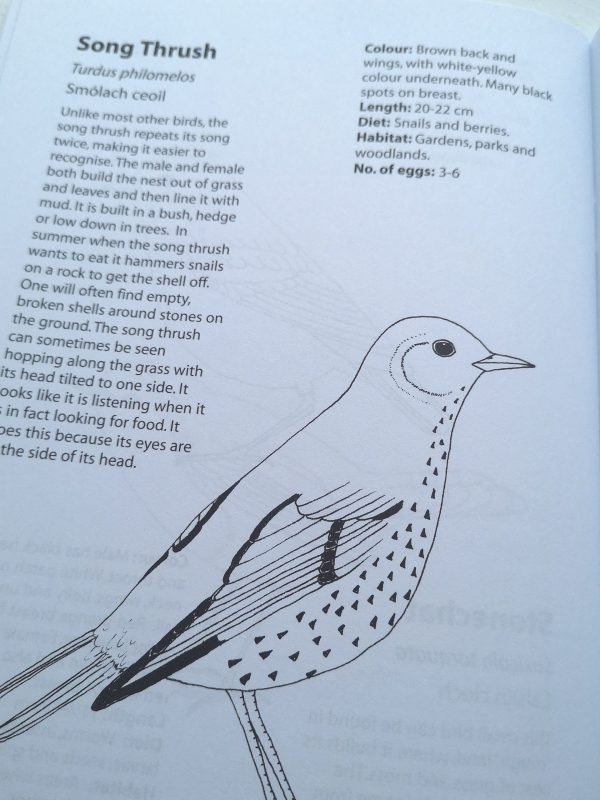 birds colouring book