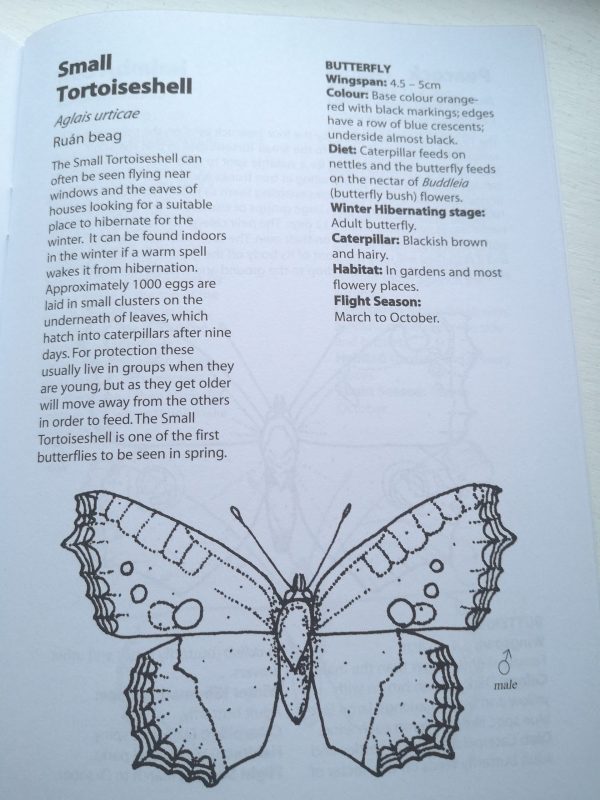 butterflies and moths colouring book