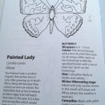 butterflies and moths colouring book