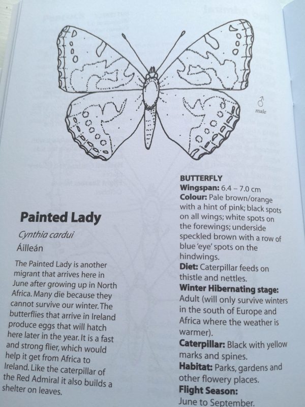 butterflies and moths colouring book