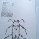 creepy crawlies colouring book