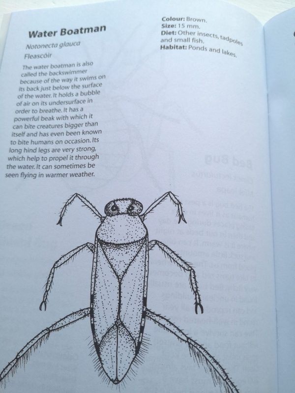 creepy crawlies colouring book