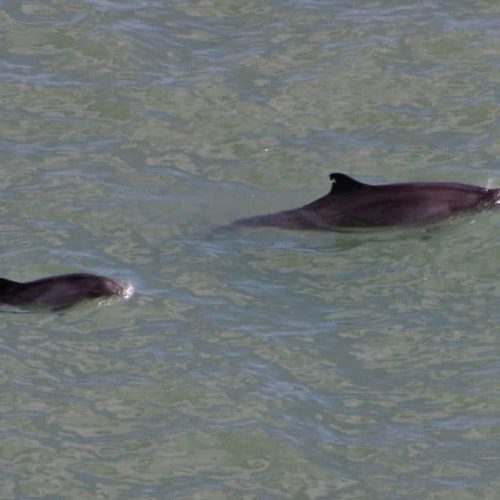 Porpoise. Photo: Brendan McKinney