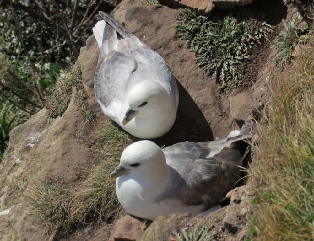 Fulmar