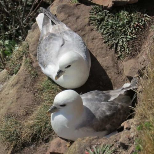 Fulmar