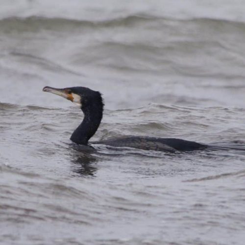 Cormorant. Photo: Brendan McKinney