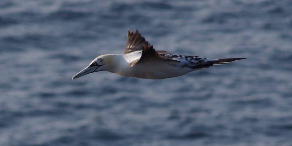 Young Gannet. Photo: Brendan McKinney