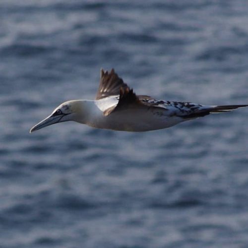 Young Gannet. Photo: Brendan McKinney
