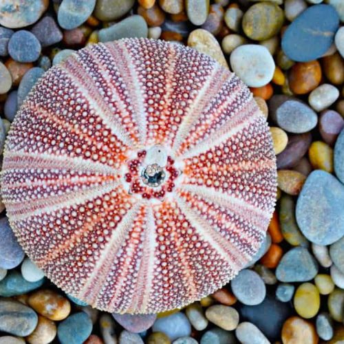Sea Urchin. Photo: Sean Mullan