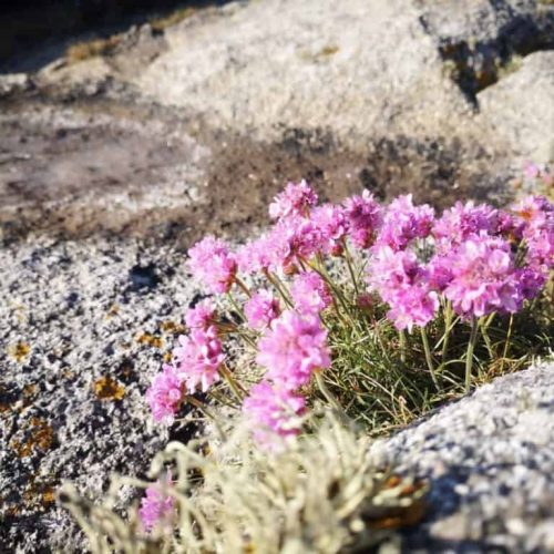 Sea Thrift