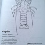 sea life colouring book
