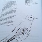 birds colouring book