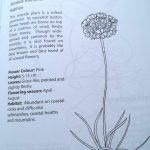 wild flowers colouring book