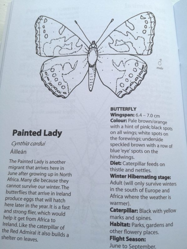 butterflies and moths colouring book