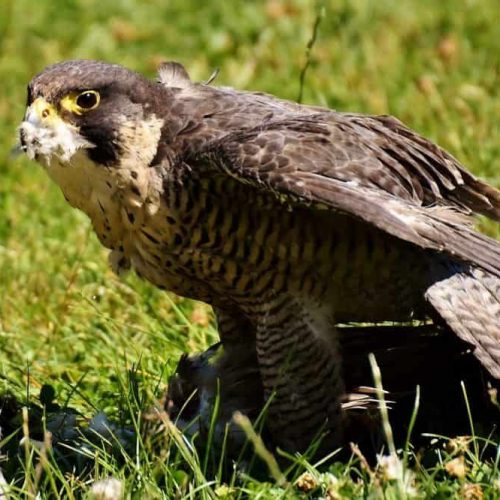 Peregrine Falcon
