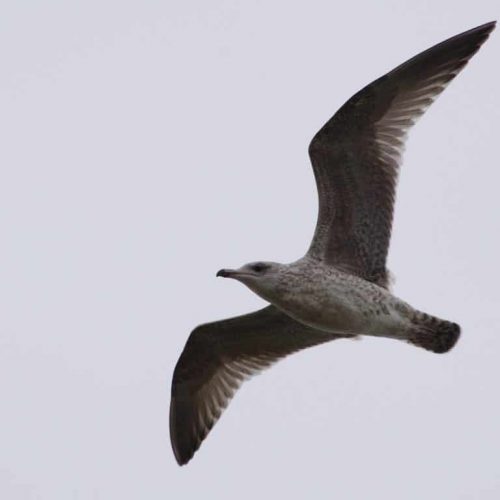 Herring Gull. Photo: Brendan McKinney