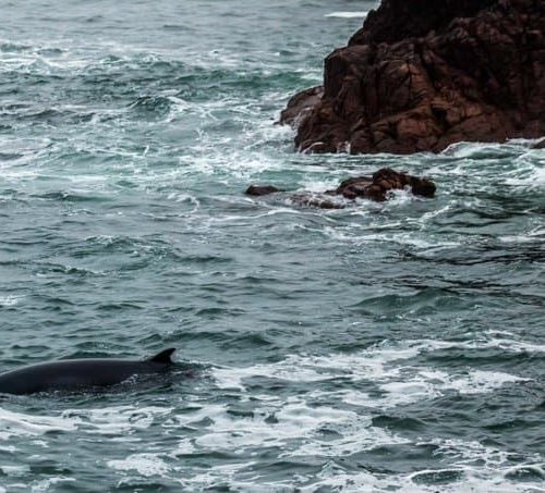 Minke Whale. Photo: Ciaran Kelly