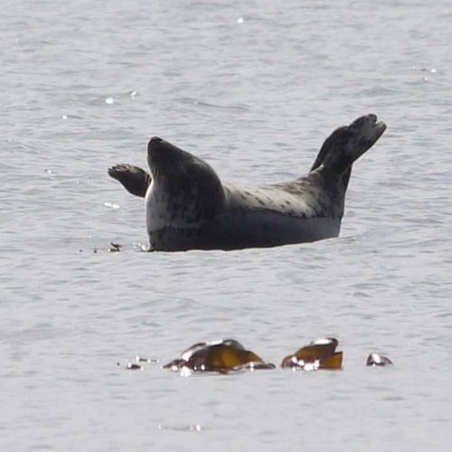 Seal. Photo: Brendan McKinney