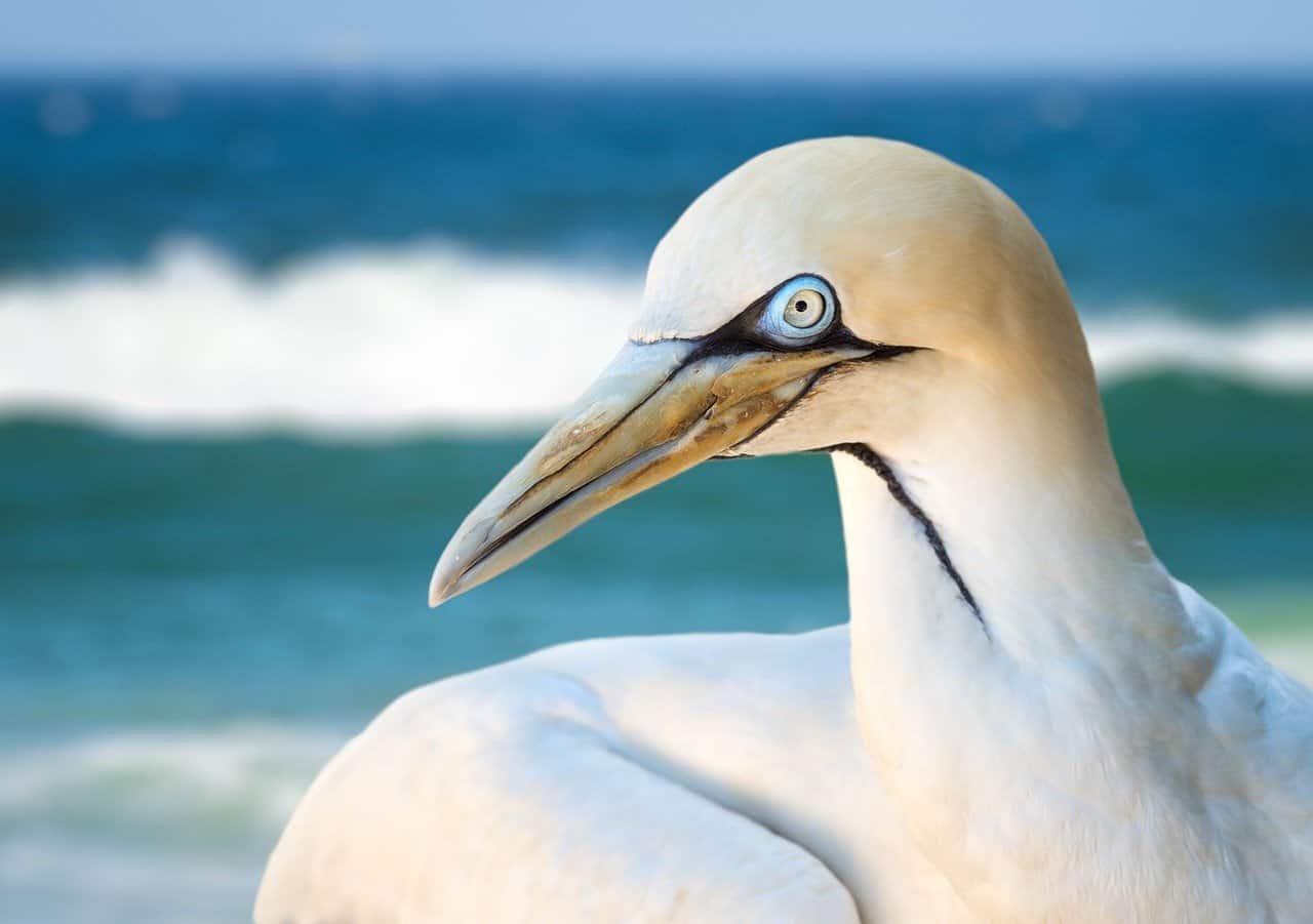 cape gannet